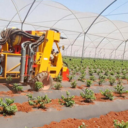 Willsi Power - Damcon - Multitrike Blueberries