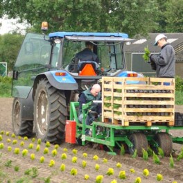 Willsi Power - Damcon - Three Row Deep Planter